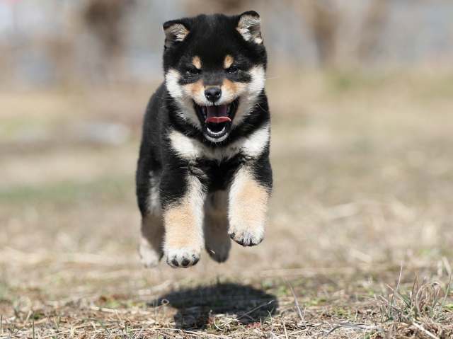 AI5I8939-puppy AI5I8939-puppy