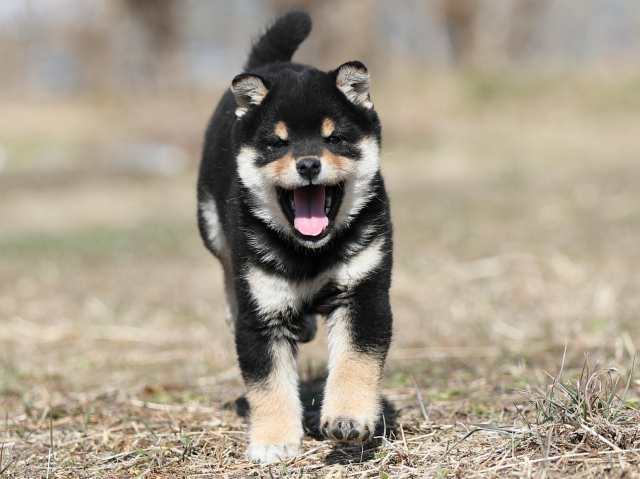 AI5I8940-puppy AI5I8940-puppy