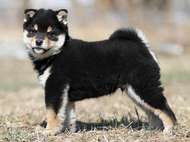 AI5I8993-puppy AI5I8993-puppy