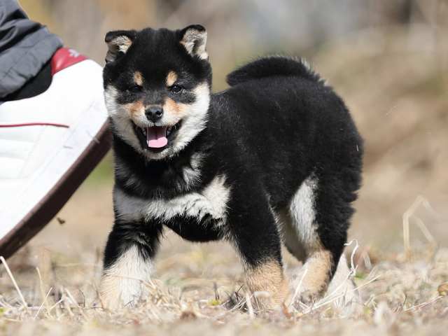AI5I9101-puppy AI5I9101-puppy