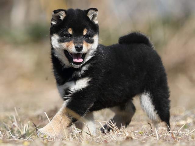 AI5I9103-puppy AI5I9103-puppy