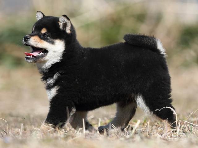 AI5I9124-puppy AI5I9124-puppy