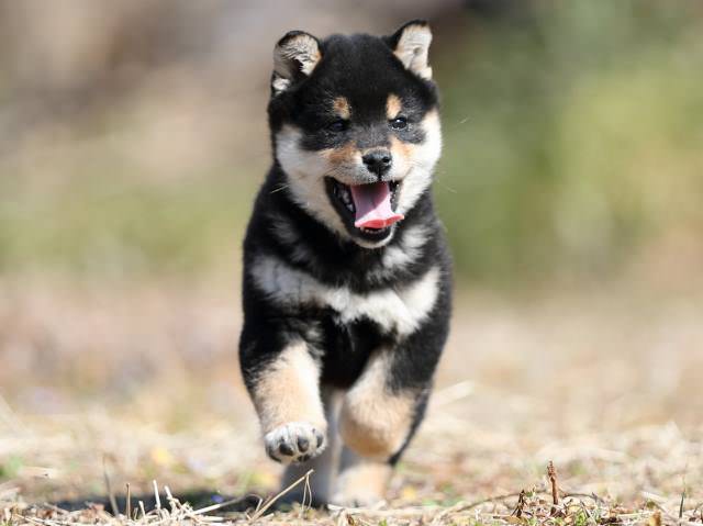 AI5I9197-puppy AI5I9197-puppy