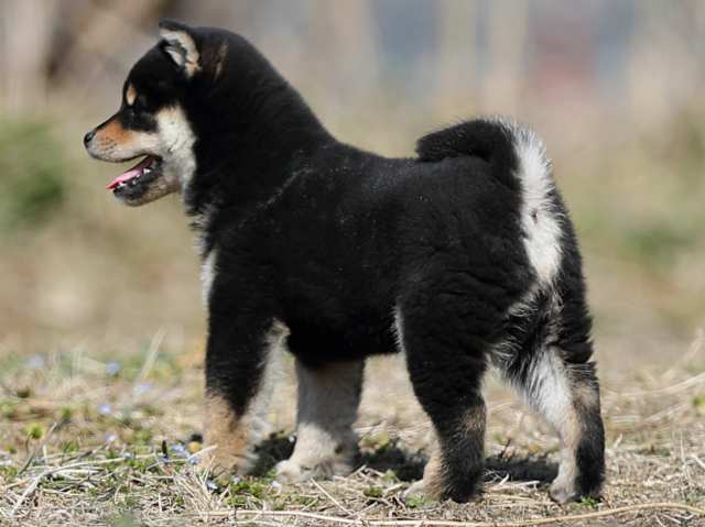 AI5I9238-puppy AI5I9238-puppy