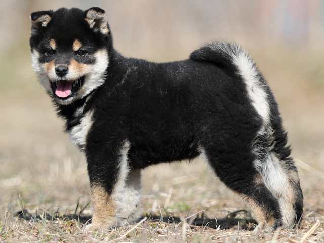 AI5I9270-puppy AI5I9270-puppy