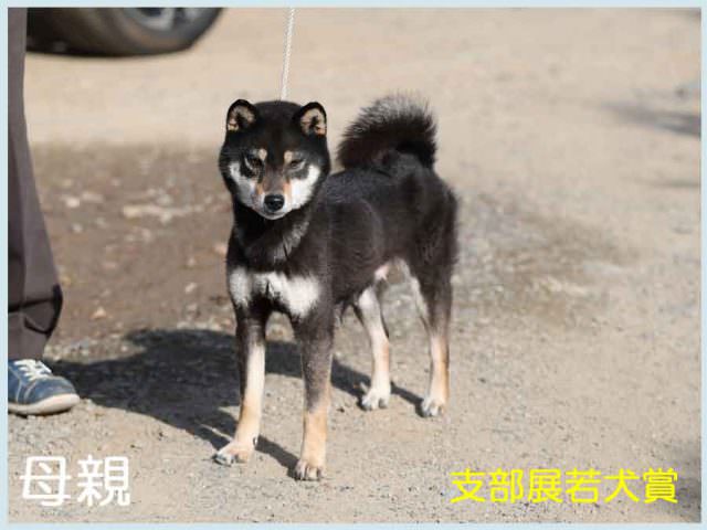 皇鈴の丸子号 皇鈴の丸子号