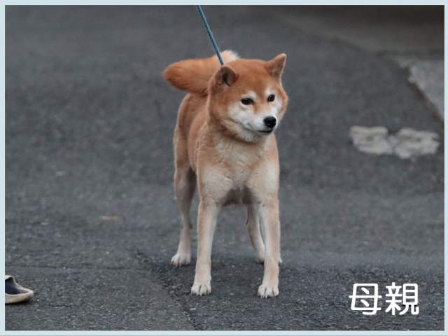夜桜の天子号 夜桜の天子号