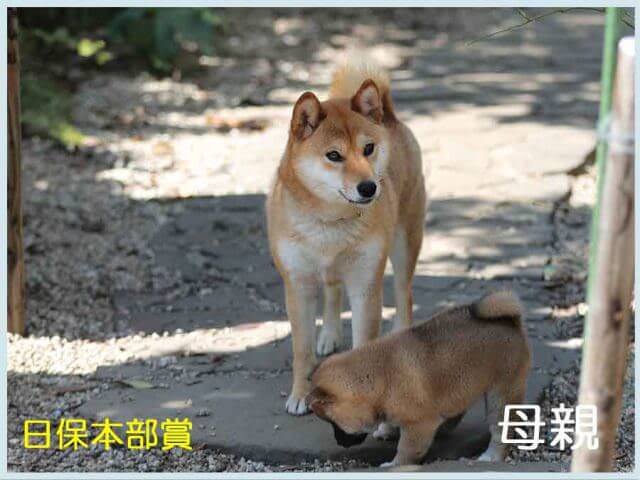 皇鈴の子桜号 皇鈴の子桜号
