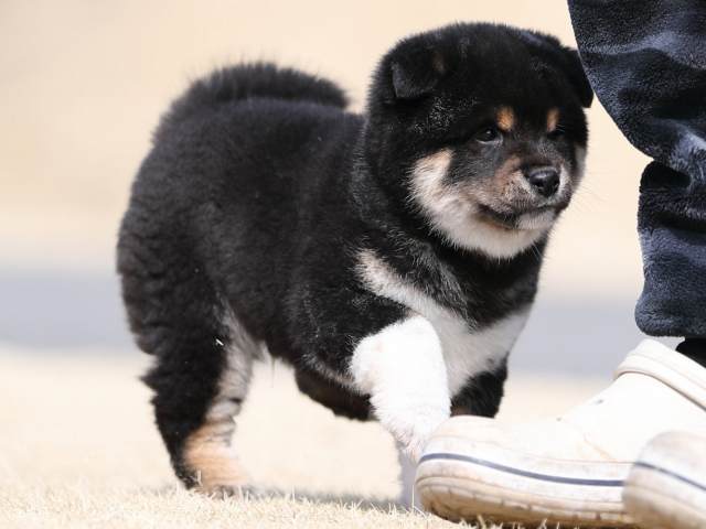 AI5I0024-puppy AI5I0024-puppy