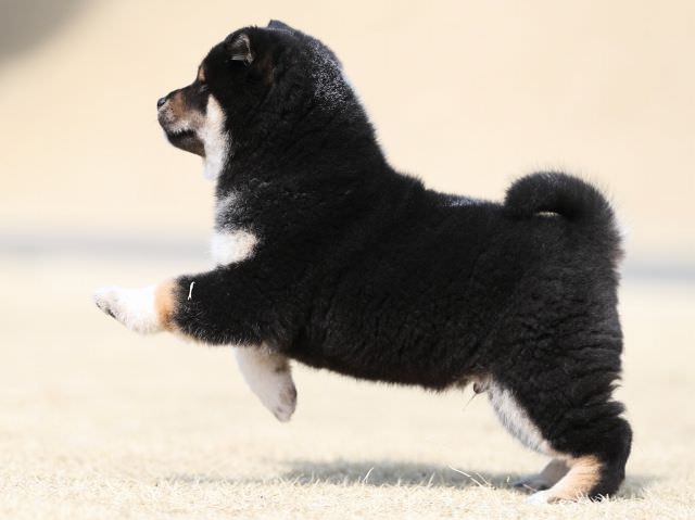 AI5I0047-puppy AI5I0047-puppy