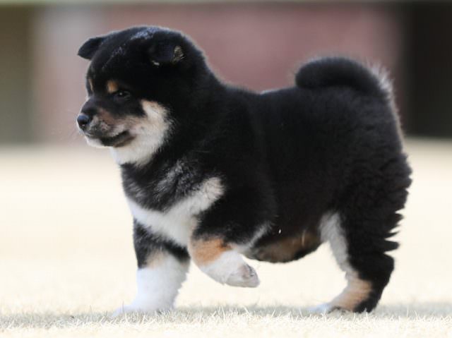 AI5I0085-puppy AI5I0085-puppy