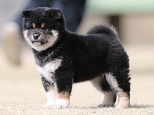 AI5I0143-puppy AI5I0143-puppy