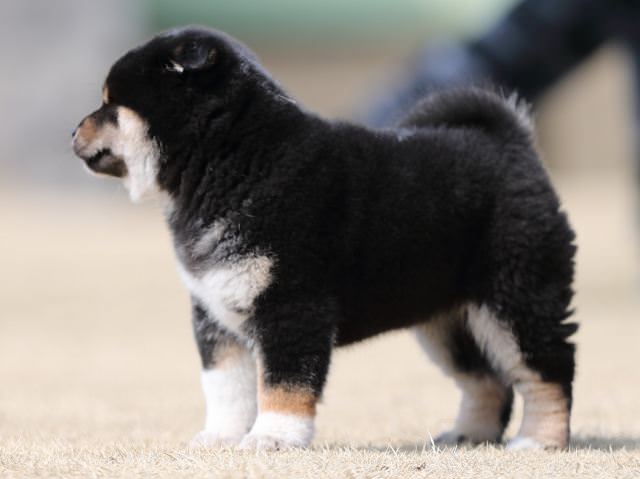 AI5I0149-puppy AI5I0149-puppy