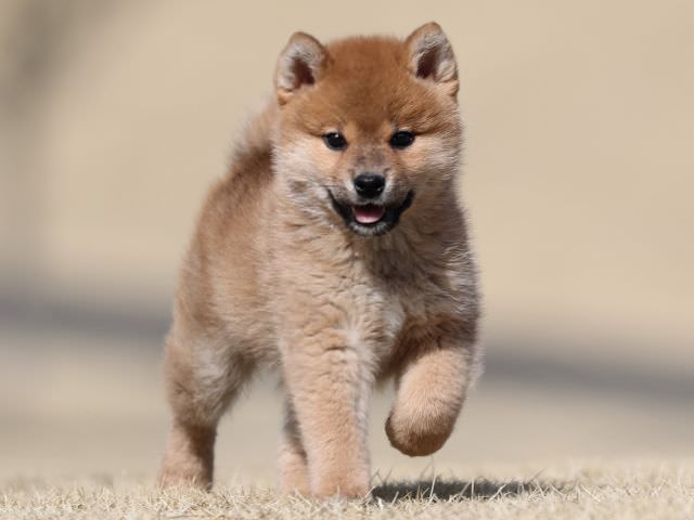 AI5I0401-puppy AI5I0401-puppy