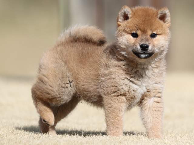 AI5I0432-puppy AI5I0432-puppy