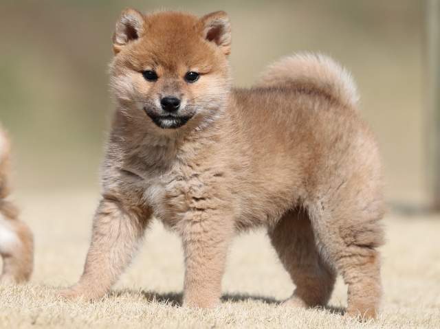 AI5I0449-puppy AI5I0449-puppy