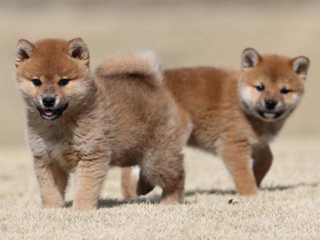 AI5I0544-puppy AI5I0544-puppy