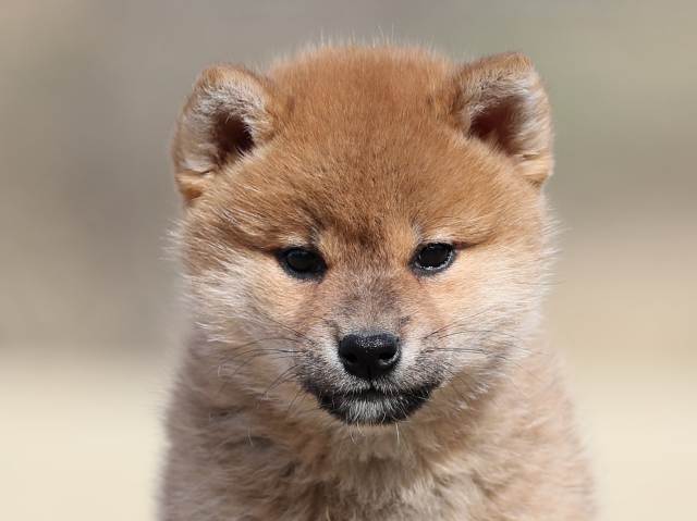 AI5I0587-puppy AI5I0587-puppy