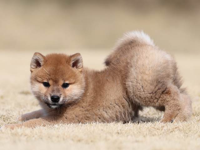 AI5I1008-puppy AI5I1008-puppy
