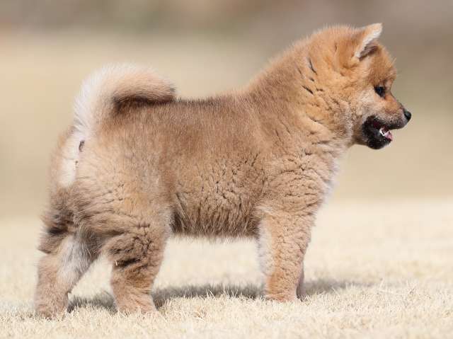 AI5I1100-puppy AI5I1100-puppy