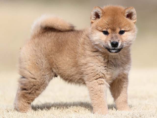 AI5I1115-puppy AI5I1115-puppy