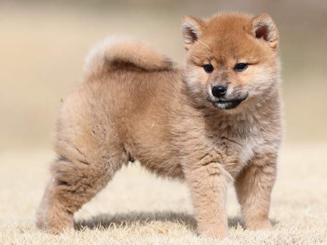AI5I1127-puppy AI5I1127-puppy