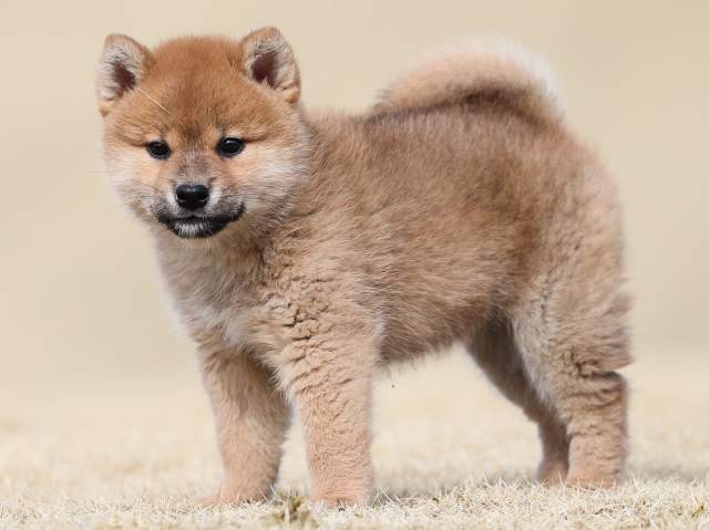 AI5I1135-puppy AI5I1135-puppy