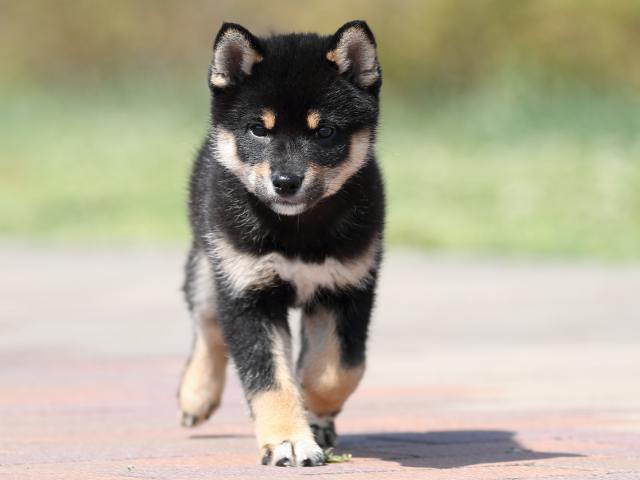 AI5I1256-3354puppy AI5I1256-3354puppy