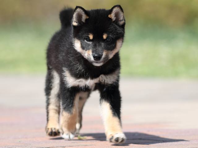 AI5I1258-3354puppy AI5I1258-3354puppy