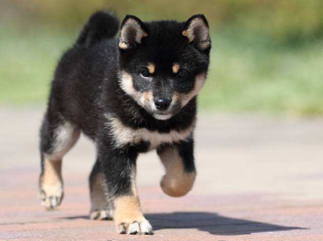 AI5I1261-3354puppy AI5I1261-3354puppy
