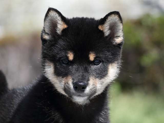 AI5I1283-3354puppy AI5I1283-3354puppy
