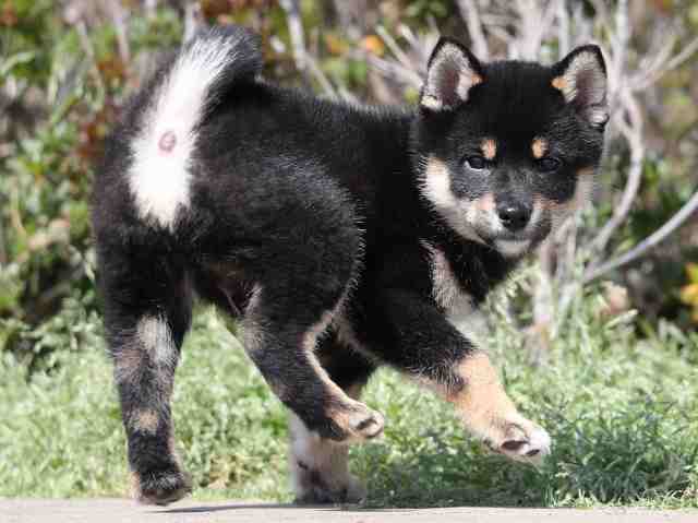 AI5I1338-3354puppy AI5I1338-3354puppy