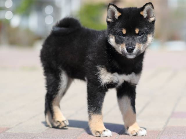 AI5I1342-3354puppy AI5I1342-3354puppy