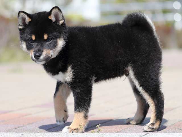 AI5I1352-3354puppy AI5I1352-3354puppy