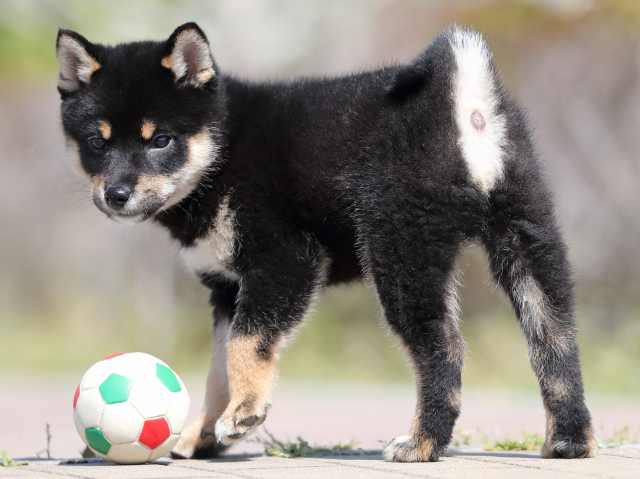 AI5I1402-3354puppy AI5I1402-3354puppy