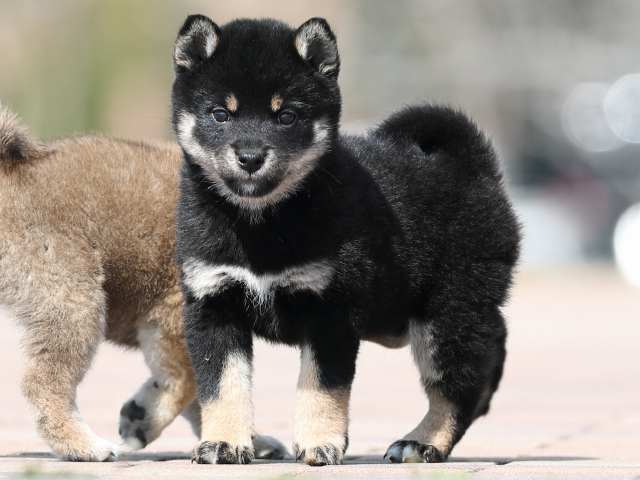 AI5I1489-puppy AI5I1489-puppy