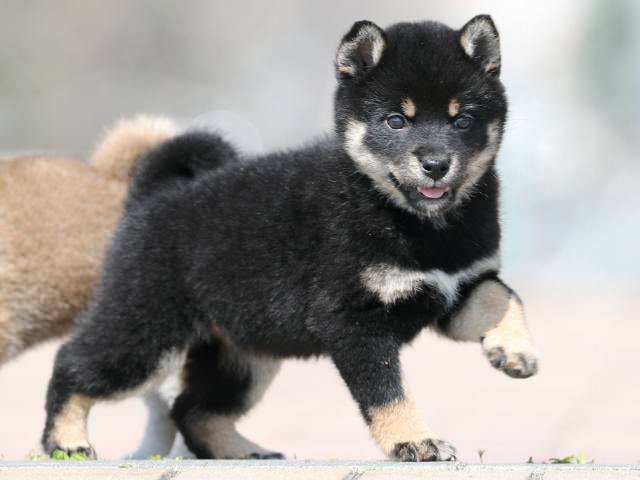 AI5I1536-puppy AI5I1536-puppy