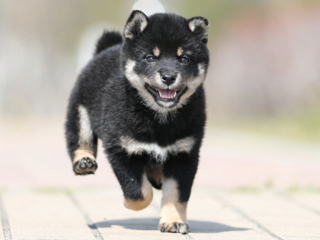 AI5I1546-puppy AI5I1546-puppy