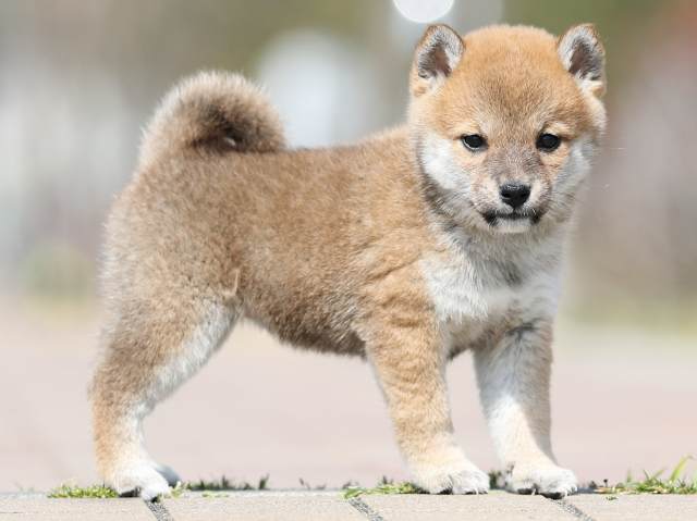 AI5I1571-puppy AI5I1571-puppy