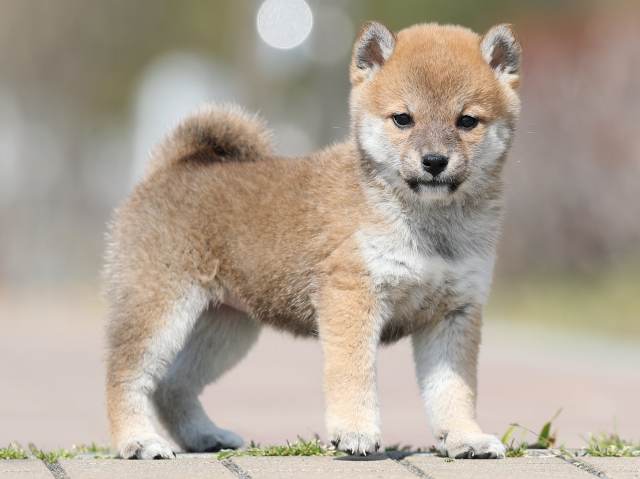 AI5I1584-puppy AI5I1584-puppy