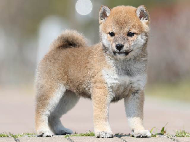 AI5I1586-puppy AI5I1586-puppy