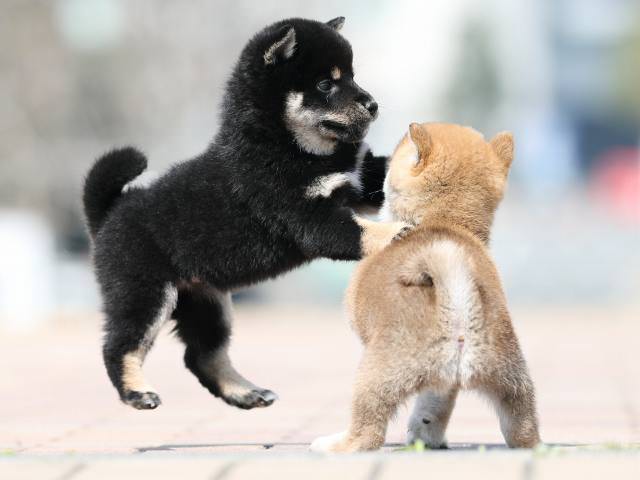 AI5I1614-puppy AI5I1614-puppy