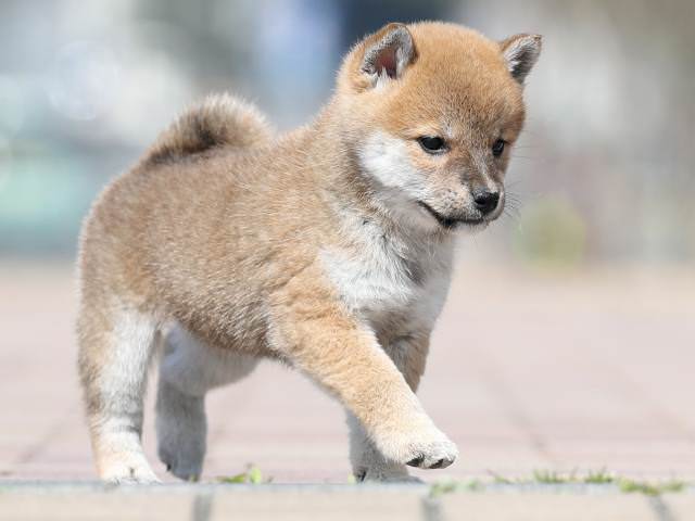 AI5I1636-puppy AI5I1636-puppy