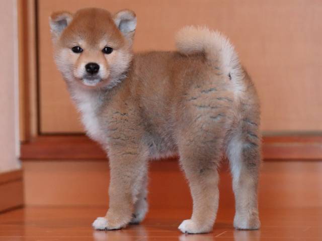 AI5I1661-3351puppy AI5I1661-3351puppy