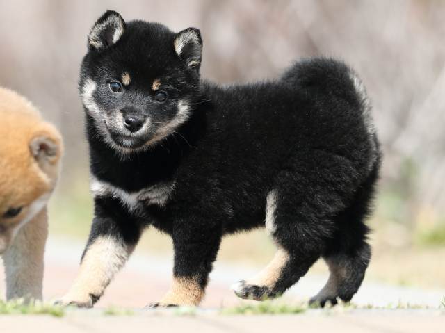 AI5I1669-puppy AI5I1669-puppy