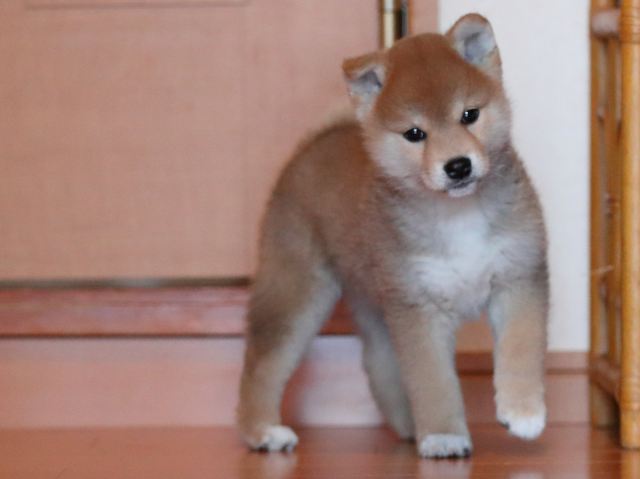 AI5I1676-3351puppy AI5I1676-3351puppy