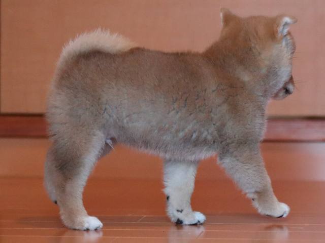 AI5I1685-3351puppy AI5I1685-3351puppy