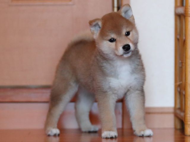 AI5I1691-3351puppy AI5I1691-3351puppy