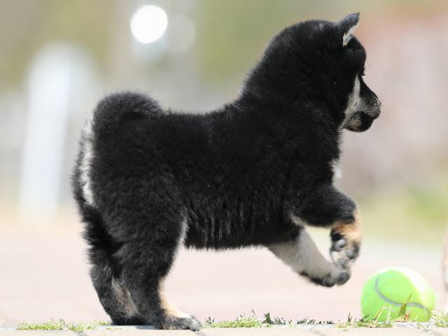 AI5I1709-puppy AI5I1709-puppy