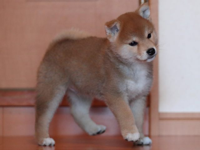 AI5I1715-3351puppy AI5I1715-3351puppy